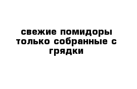 свежие помидоры только собранные с грядки